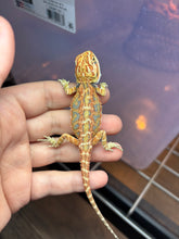 Load image into Gallery viewer, Possible Female (Emerald)
