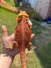 Load image into Gallery viewer, RESCUE Red Translucent (MBD) Female (Amber)
