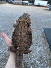 Load image into Gallery viewer, Adult Female
