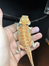 Load image into Gallery viewer, Dunner Female (Maggie)
