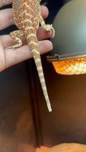 Load image into Gallery viewer, Orange Male (Joe)
