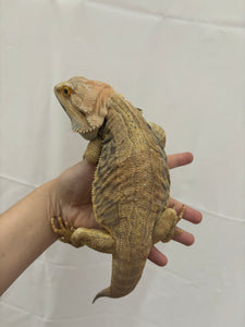 Adult leatherback Male Rescue (Benji)