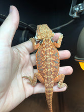 Load image into Gallery viewer, 1/2 red monster leatherback male (Rango)
