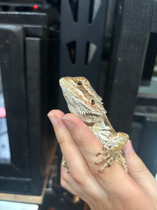 Normal Female (Betsy)