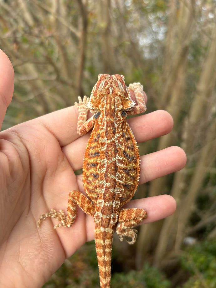 1/2 Red Monster Leatherback Female (gracie)