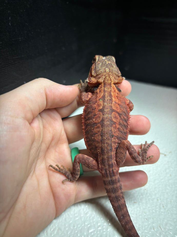 1/2 Red Monster translucent Female leatherback (Diamond)