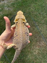 Load image into Gallery viewer, RESCUE Male (Chad)
