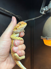 Load image into Gallery viewer, Hypo Citrus Female (Wanda)
