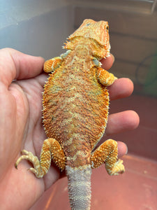 Orange Hypo Female (lady)