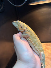 Load image into Gallery viewer, Female (Val)
