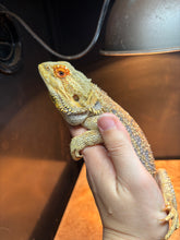 Load image into Gallery viewer, Dunner Male (Alpha)
