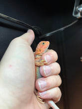 Load image into Gallery viewer, Red Translucent Possible Female (Mandy)
