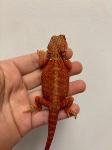 Red Translucent Leatherback Male (Bacon)