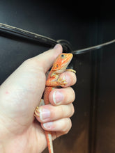 Load image into Gallery viewer, Red Translucent Leatherback Male (chili)
