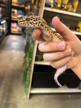 Load image into Gallery viewer, Female Leopard Gecko (Mazie)
