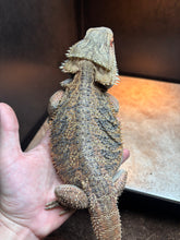 Load image into Gallery viewer, RESCUE Female (Scarlett)
