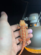 Load image into Gallery viewer, Dunner Possible Female (Rose)
