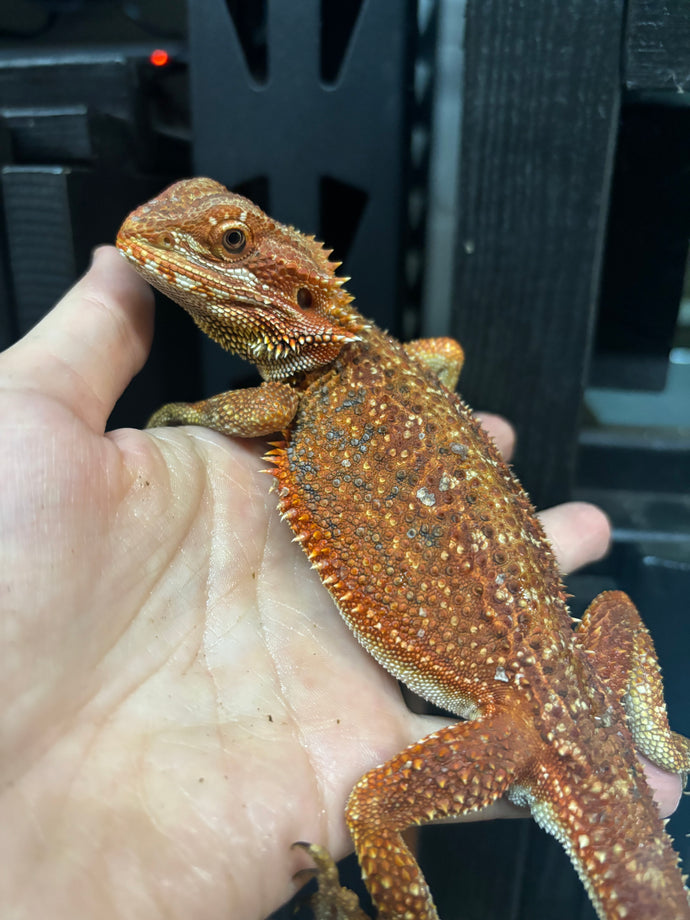 Dunner Male (Bogo)
