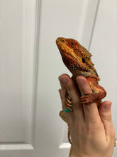 Load image into Gallery viewer, 1/2 red monster dunner male (Kai)
