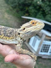 Load image into Gallery viewer, Rescue Male (Gerald)
