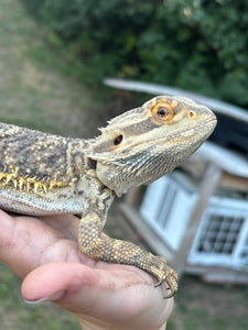 Rescue Male (Gerald)