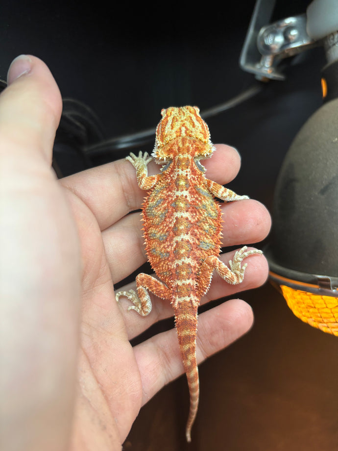 Orange possible Male (Rio)