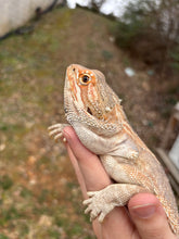 Load image into Gallery viewer, Adult Genetic Stripe Female (Riley)
