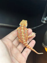 Load image into Gallery viewer, Pos Female (Dolly)
