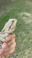 Load image into Gallery viewer, RESCUE Normal Male (Buford)￼
