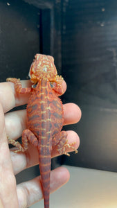 RED Leatherback Male (Ryder)