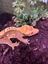 Load image into Gallery viewer, SPICY Male Crested Gecko (Leo)
