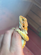 Load image into Gallery viewer, Orange Hypo Female (lady)
