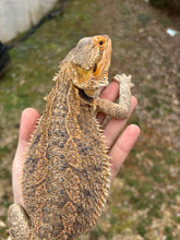 Load image into Gallery viewer, Adult Female (Ella)
