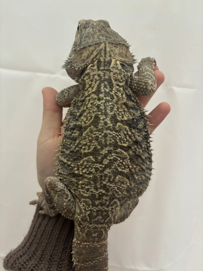 RESCUE Adult Male (Scout)