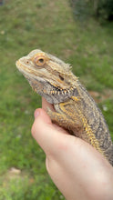 Load image into Gallery viewer, RESCUE Normal Male (Burt)
