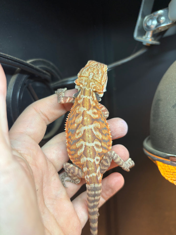Leatherback Male (Fred)