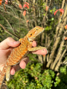 Orange Leatherback Female (Harley)