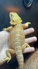 Load image into Gallery viewer, Hypo Male (Mike)
