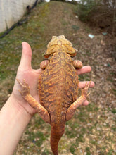 Load image into Gallery viewer, Adult Translucent Leatherback Male (Ricky)
