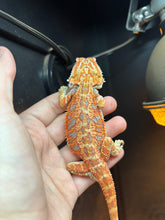 Load image into Gallery viewer, Orange Hypo Female
