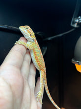 Load image into Gallery viewer, Citrus Male (Pickle)
