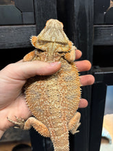 Load image into Gallery viewer, Spicy Female (Diva)
