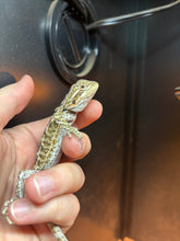 Load image into Gallery viewer, Normal Male (Ollie)
