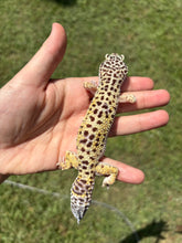 Load image into Gallery viewer, Female MBD Leopard Gecko (Luna)
