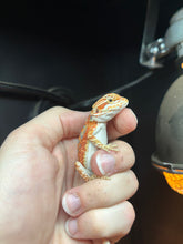 Load image into Gallery viewer, Pos Female (Dolly)
