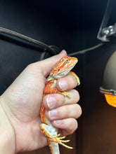 Load image into Gallery viewer, Orange Hypo Male (Taco)
