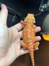 Load image into Gallery viewer, Orange Hypo Male (Taco)
