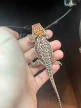 Load image into Gallery viewer, Dunner Leatherback Male
