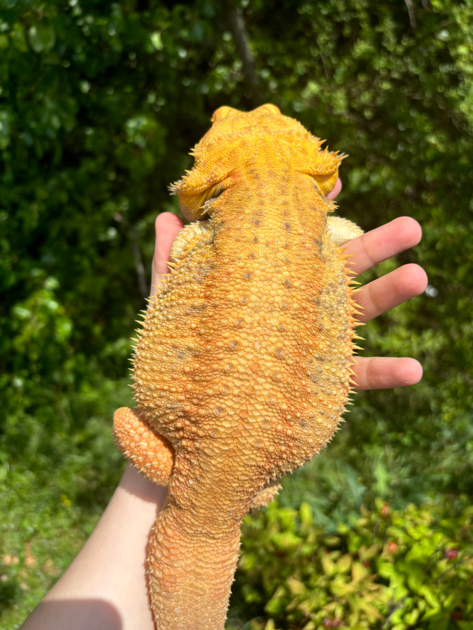 Hypo Translucent Male (Solar)