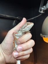 Load image into Gallery viewer, Female (Ellie)
